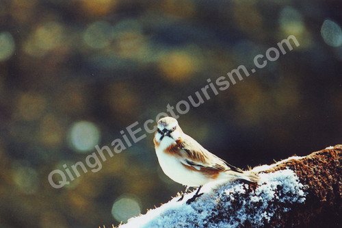 Rufous necked snowfinch.jpg
