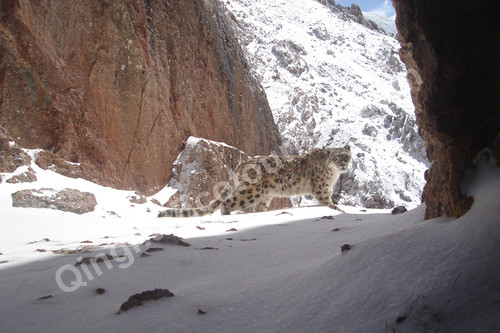 Snow leopard 1jpg.jpg
